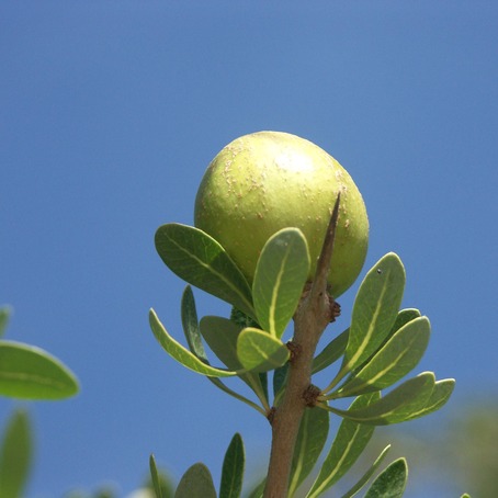 Crème Nutri-énergie OKANDA®